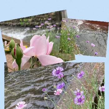 小さい庭の画像 by ともたまさん | 小さな庭と小さい庭とガーデニング好きと薔薇好きと山野草とお花大好きとのんびりガーデナーとおばあちゃんガーデナーと成長記録