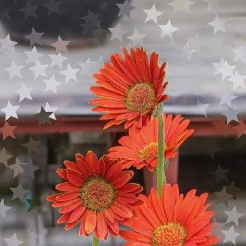  ガーベラの画像 by Momorin　　さん | お出かけ先とウクライナに平和をと花マニアとNo  more warと戦争反対と植中毒と花のある暮らしと植物マニアと ガーベラ