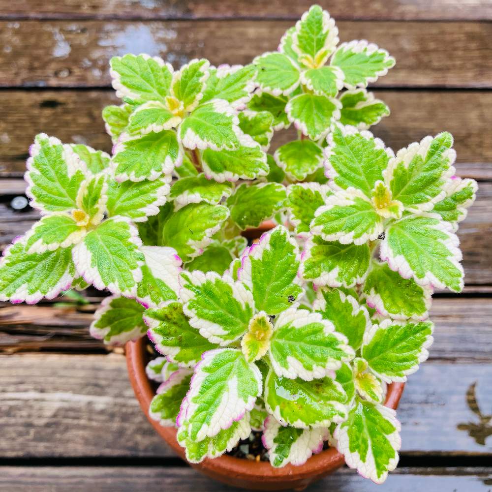 プレクトランサス・ミントリーフの投稿画像 by tanimanさん｜多肉植物とネコ好きとプレクトランサス属とハーブと多肉好きと鉢植えと