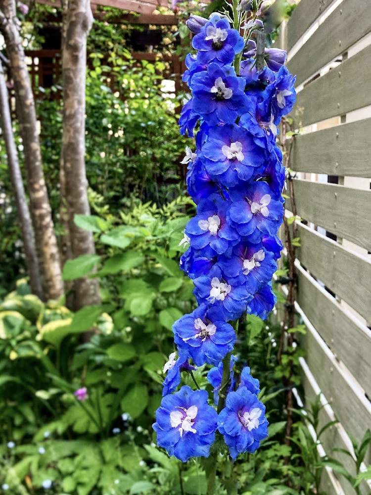 デルフィニウム オーロラの投稿画像 By Jijiさん 小さな庭と青い花と多年草と今日のお花と背の高い花と青い花と多年草と今日のお花と背の高い花 22月5月17日 Greensnap グリーンスナップ Greensnap グリーンスナップ