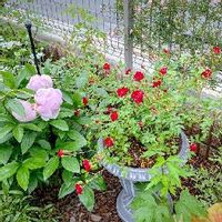 ミニバラ レッドキャスケード,芍薬　サラベルナール,ばら バラ 薔薇,千葉県,鉢植えの画像