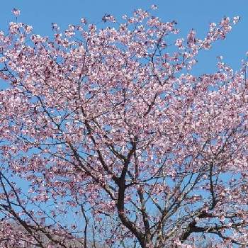 好き✿の画像 by みゆさん | お出かけ先とさくら✿と好き✿と可愛い✿と❤️M.family❤️とありがとうと桜(さくら)リレーと❤️桜リレー♬と花いろいろと花のある暮らしと素敵✿