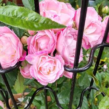 バラが咲いた♫の画像 by rinoさん | フェンスと可愛いはなとピンクの花と元気を貰える花とバラが咲いた♫とばら大好きとコンテナガーデンと癒しの花とバラを楽しむ