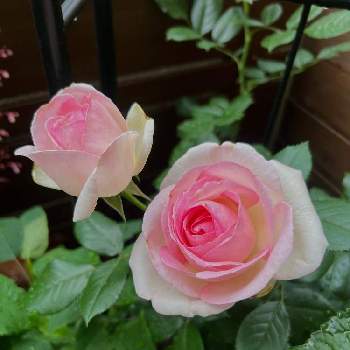薔薇 ピエール ド ロンサールの画像 by *hirorin*さん | 小さな庭とピエールドゥロンサールとピエール  ドゥ  ロンサールとばら バラ 薔薇と薔薇 ピエール ド ロンサールとバラのある暮らしとピェール・ドゥロンサールとバラの地植えとバラ・ミニバラ