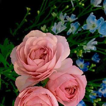 ブルーの画像 by C.Brushさん | デルフィ二ウムとブルーとピンク❤︎ピンクと今日の一枚とピンクと可愛いと今日のお花