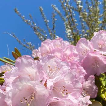 北海道の庭の画像 by charkunさん | 広い庭とシャクナゲとユキヤナギとピンク色と癒しとシャクナゲ！とピンクワールドへ ようこそと可愛いと北海道の庭