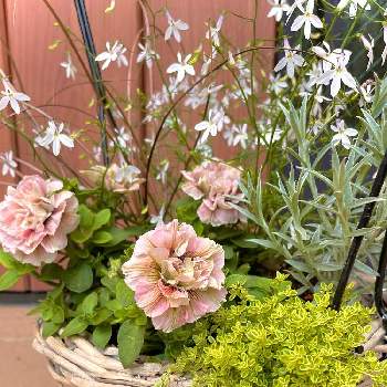 タイム❀の画像 by キララさん | 玄関とロベリア　ホワイトエールとタイムハイランドクリームとペチュニア ホイップマカロン レ・ミルティーユと八重咲きペチュニア ホイップマカロンとタイム・ハイランドクリームとペチュニア♪とヘリクリサム！と寄せ植えとホイップマカロンと寄せ植えバスケットとなかなか咲かないとお花に癒されてとタイム❀とロベリア。と花のある暮らしとロベリア ホワイトエールとうっとり〜♡と花姿が魅力的とホイップマカロン　レ・ミルティーユ