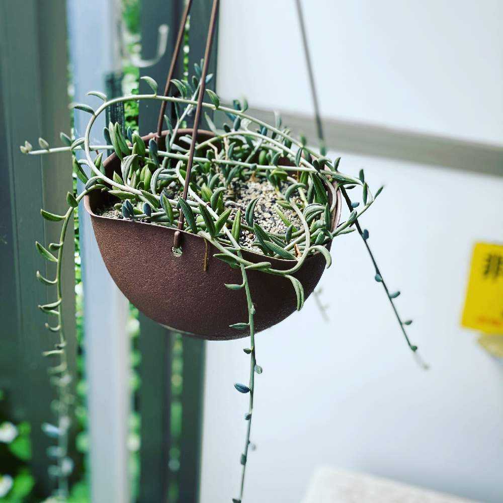 多肉植物^o^ カット苗5種セット+アーモンドネックレスetc. 多肉植物^o^ カット苗5種セット+アーモンドネックレスetc. 【公式通販】