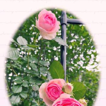 チーム福岡の画像 by じゅんさん | 小さな庭と花が好き♡♡と薔薇愛同盟と毎日ありがとうとGSミニモニ。と緑のある暮らしとバラと夢CLUBとピェール・ドゥロンサールとバラが好きと花のある暮らしとチーム福岡