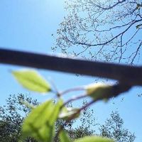 コシアブラの育て方 苗の植え付けや種まきの時期は 栽培はむずかしい Greensnap グリーンスナップ