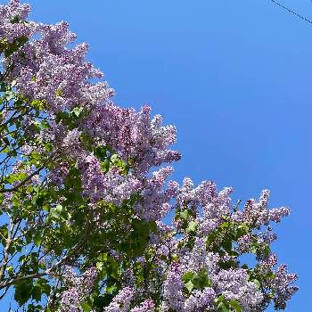 紫色のお花の画像 by きなこさん | ライラックとウクライナに平和をと可愛すぎてと紫色のお花とちっちゃいものクラブと撮れたてホヤホヤ