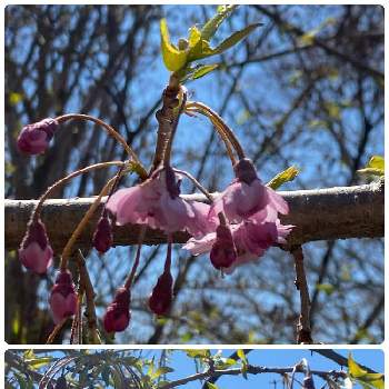 さくらの画像 by charkunさん | 広い庭とピンク色と癒しとさくら 桜 サクラと桜(さくら)リレーと可愛いと北海道の庭とさくら