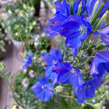 ブルーのお花の画像 by りえねこさん | バルコニー/ベランダとデルフィニウムとサカタのタネとベランダガーデニングとブルーのお花と今日のお花と鉢植えと花のある暮らしとデルフィニウム・プデルブルーと半日陰のベランダ