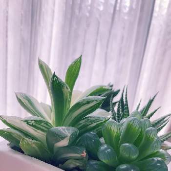 大好き！ハオルチアの画像 by Myu_*GREENさん | 窓辺と多肉植物と日々の癒し♡とハオルチア属と多肉植物寄せ植えとお花とグリーンのある暮らしと伸びてます！と大好き！ハオルチアとデスクの癒しと家事の合間
