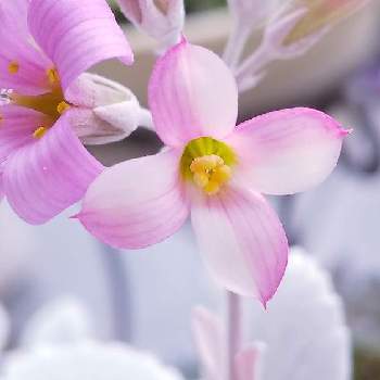 小さい花の画像 by 蘭さん | バルコニー/ベランダとカランコエ・プミラ(白銀の舞)と花のある暮らしと小さい花と素敵とピンク色のお花