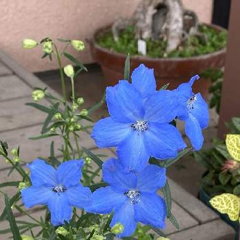 ブルーのお花の画像 by コアラさん | 小さな庭とデルフィニウムと金曜日の蕾たちと寄せ植えとブルーのお花と蕾がいっぱいと花のある暮らしとピンクの模様