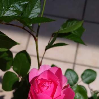つる薔薇♪の画像 by Jun.cyさん | テラスと世界平和とウクライナに平和をとばら バラ 薔薇と薔薇愛同盟とSunfIowerFromJapanと戦争反対とお迎えしました ♪と5月と平和を願う☆とつる薔薇♪とレオナルド・ダ・ヴィンチ薔薇