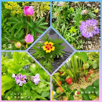 野菜の花の画像 by いすうさん | 小さな庭と野菜の花と花のある暮らしと花いろいろと畑ガーデン