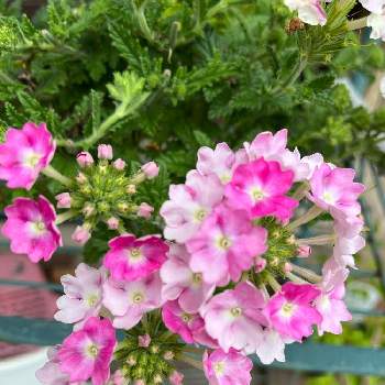 綺麗な花の画像 by ユミさん | 広い庭とバーベナと自宅にてと綺麗な花と鉢植えと君も花が好きなのかと元気に育ててますよと花のある暮らしと綺麗な色