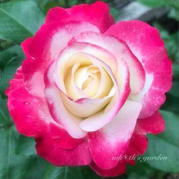 薔薇のある暮らし♡の画像 by wk✴︎tkさん | 小さな庭とジュビレ・デュ・プリンス・ドゥ・モナコと薔薇愛同盟と薔薇のある暮らし♡とバラと夢CLUBと赤い花と鉢植えとばら 薔薇 バラとバラ・ミニバラとバラを楽しむとiPhone撮影と薔薇の花