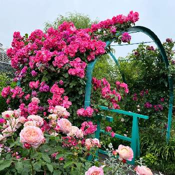 iPhone撮影の画像 by ひろりん♪さん | iPhone撮影とピンク色の花と西武池袋の空中庭園とばら バラ 薔薇
