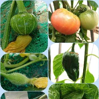 大玉トマトの画像 by yukirinさん | 畑と白菜とカボチャと大玉トマトとメロンとピーマンとこだまスイカと地植えとビニールハウス
