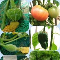 白菜,カボチャ,大玉トマト,メロン,ピーマンの画像