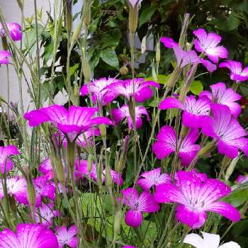 ピンクのお花の画像 by ららりらさん | 小さな庭とアグロステンマとムギナデシコと可愛いお花とお花大好きとピンクのお花と平和を願う☆とナデシコ科とお花は癒し