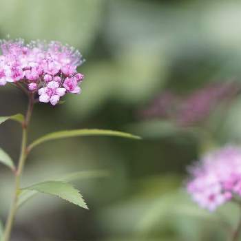  シモツケの画像 by yu-aさん | 小さな庭と植中毒と シモツケとガーデニングと花のある暮らしとピンク好き