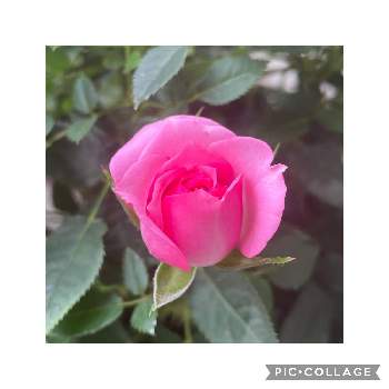 ミニ薔薇の画像 by みんみんさん | 小さな庭と可愛い〜♡とミニ薔薇とキュートとミニ薔薇さん♡