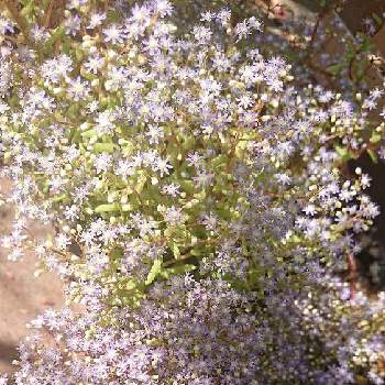 うれしい！の画像 by ぐりぐりさん | 小さな庭とセダム カウルレアとかわいいな♡と花のある暮らしとうれしい！とか〜わい〜