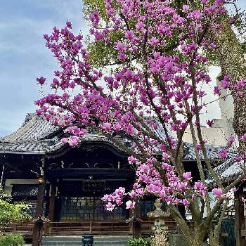 京都の画像 by Kay_Tama-gsk さん | お出かけ先と紅木蓮と京都と神社仏閣と寺院と伏見区とピンクの花と春のお花とピンク色