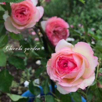 嬉しいいただきもの♡の画像 by ちっちさん | ピエールドゥロンサールとばら バラ 薔薇とありがとう❤️とバラ・ピエールドゥロンサールと嬉しいいただきもの♡と挿し木から成長