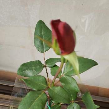 ハイポネックス園芸部の画像 by あっこさんさん | 窓辺とバラ、薔薇、ばらとバラ ブラックティと自己満足と私の癒しと ハイポネックス園芸部
