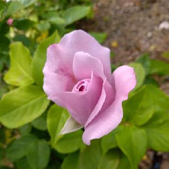 薄紫色のバラの投稿画像一覧 Greensnap グリーンスナップ