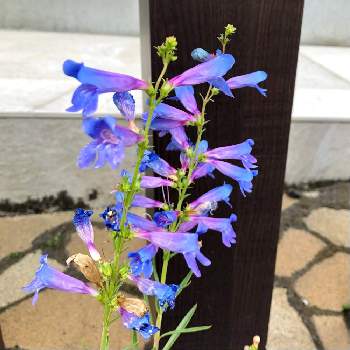 青い花大好きの画像 by saboccoさん | お出かけ先とペンステモンと寄せ植えと青い花とベランダガーデンと通り道のお宅と北海道の庭とよそさまのお庭と青い花マニアと青い花大好き