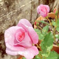 バラ　コティオン,花のある暮らし,剪定,愛媛県,植栽管理の画像