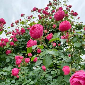 ピンクのバラ♡の画像 by ぽわんさん | 広い庭とポンポネッラとばら バラ 薔薇とお花が好きと見頃と庭の花と可愛いお花とピンクのバラ♡と可愛い