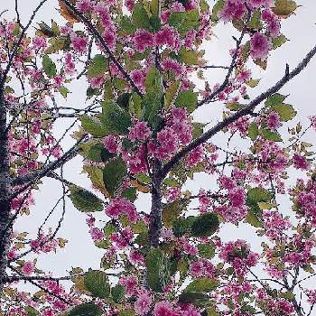 綺麗だなぁの画像 by tanoさん | yu ＆ゆうクラブと飛騨古川とチーム岐阜と美しいとＧＳの皆様に感謝と上を向いて歩こうと桜(さくら)リレーとお出掛け先とピンクワールドへ ようこそと❤️桜リレー♬と可愛いと綺麗だなぁと優しい気持ちと毎日楽しく
