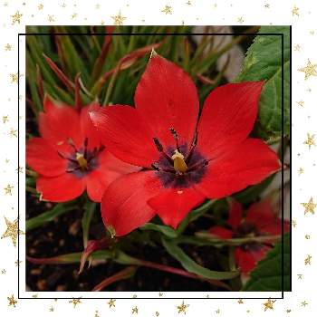 北海道の庭の画像 by ヨッシー☘️さん | 原種系チューリップリニフォリアと元気になる色と球根と真っ赤な火曜日と北海道の庭とヨッシーガーデン☘️2022