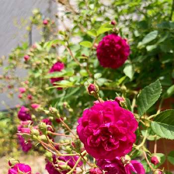 ミニ薔薇♡の画像 by kazuさん | 小さな庭とミニ薔薇♡とスイート・チャリオットと良い香り