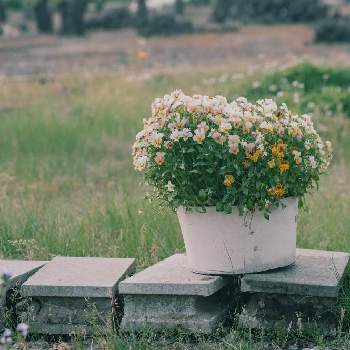 ビオラ・パンジーの画像 by たりぴすさん | 広い庭とビオラと寄せ植えとビオラ・パンジーと春のお花とチーム新潟