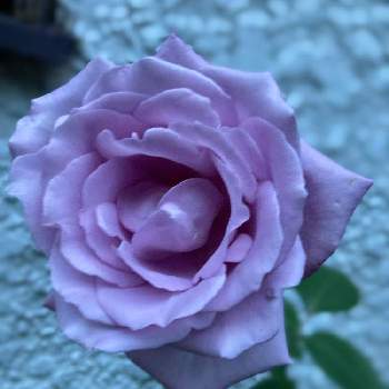 iPhone撮影の画像 by あおむらさきさん | 小さな庭とバラとブルームーンと薔薇好きと2年目と花壇と青い花とGS日和とおうち園芸と紫♥青が好きとバラ好きとガーデニングと花のある暮らしとiPhone撮影