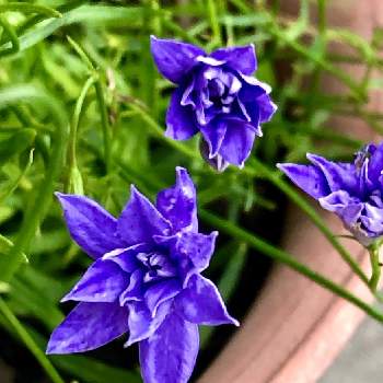 青い花大好きの画像 by ひまわり大好きさん | 広い庭と八重咲きワーレンベルギア タスマニアンブルーと可愛いお花と青い小さな花マニアと八重咲きワーレンベルギアとチーム.ブルーNO.108と花で癒しを…と大好きなお花と可愛い〜♡と癒し…♡と花のある暮らしと青い花マニアとチーム・ブルーと❤️癒されてと癒されて❤️と青い花大好き