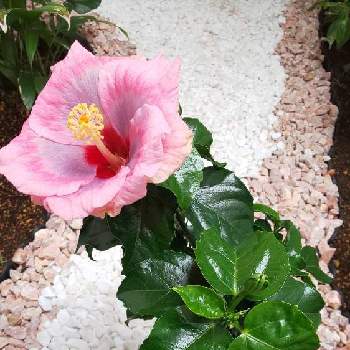 ハイビスカスの花の画像 by hiroさん | 小さな庭とハイビスカス ミックスベリーとハイビスカスの花と今日のハイビスカスと ハイビスカス