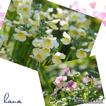 ネメシア,ウクライナに平和を,ありがとう❤️,可愛い花,大好きの画像