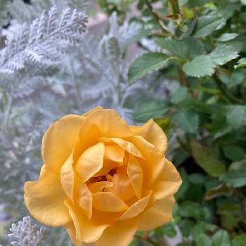バラのある暮らしの画像 by チップズママさん | バラのある暮らしと黄色い花と可愛い〜♡と花のある暮らしとバラ・ミニバラと可愛い♡