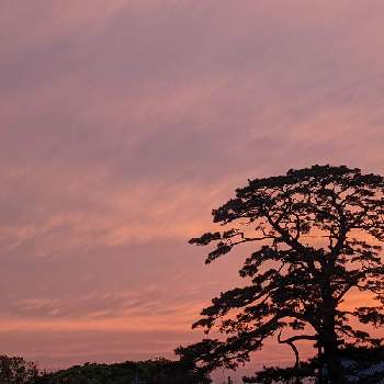 夕焼けの画像 by キヨウセンさん | バルコニー/ベランダと大木と夕焼けと風景とそらとくも☁