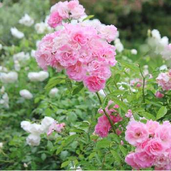 つるバラ 春がすみの投稿画像一覧 Greensnap グリーンスナップ つるバラ 春がすみの投稿画像一覧 Greensnap グリーンスナップ