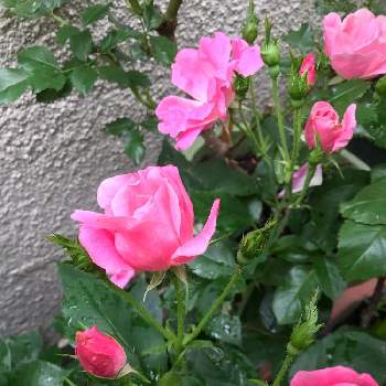 今朝の庭の画像 by きゃらめる©︎さん | 乙女ピンクとばら バラ 薔薇とピンクのバラ♡とバラ 鉢植えとバラ科と今朝の庭と5月とロザリアンと雨あがれーとバラを楽しむとピンクノックアウト